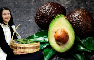 Avokado Sevdası: Taze Çiftlik Avokado’nun Doğal Tarım Yolculuğu