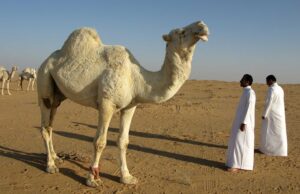 Suudi Arabistan Yaz Tatili İçin Hazır: Kültür, Sahil ve Espor Keyfi