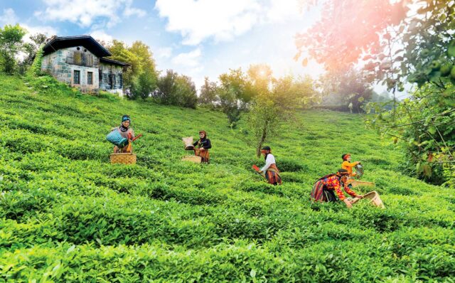 Doğuş-Çay-40-Yıllık-Başarı-Hikayesiyle-Türk-Tarımının-Lokomotifi