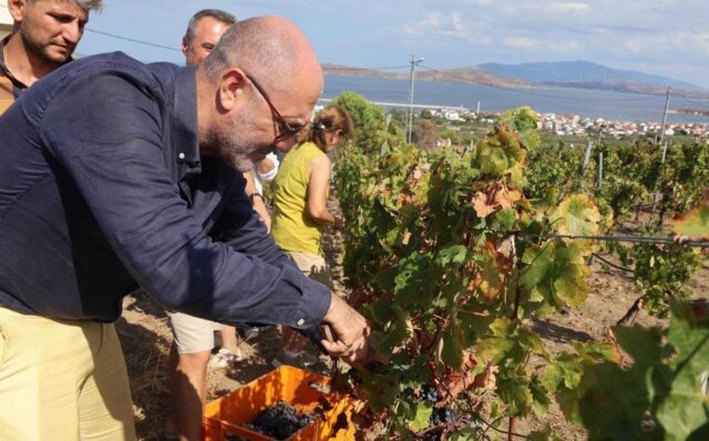 Avşa’da-Bağ-Bozumu-Coşkusu-“Bir-Başkadır-Avşa”