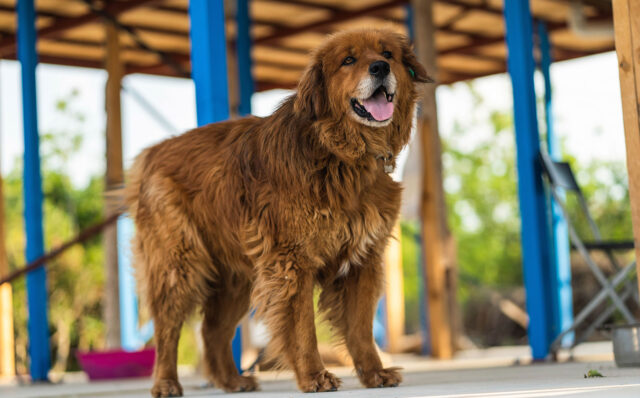 Costa-Coffee’den-Patili-Dostlar-İçin-Anlamlı-Proje
