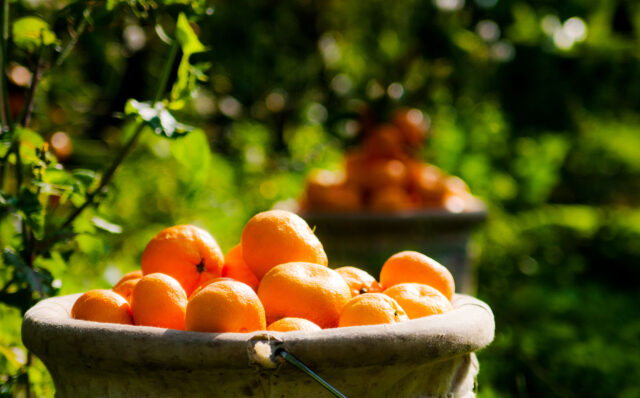 Satsuma-Mandalinada-Bereketli-Hasat-Dönemi-Başladı