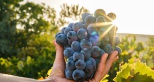 Bağlardan Şehre Uzanan Bir Hikâye: Çal Bağ Yolu Denizli’de