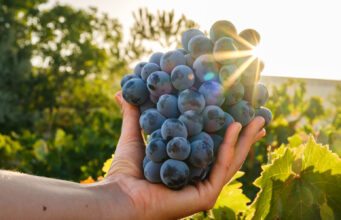 Bağlardan Şehre Uzanan Bir Hikâye: Çal Bağ Yolu Denizli’de