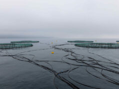 Karadeniz’den Sofraya: Taze Hasat Türk Somonu Yeniden Sahneye Çıkıyor