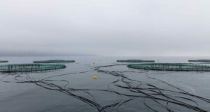 Karadeniz’den Sofraya: Taze Hasat Türk Somonu Yeniden Sahneye Çıkıyor