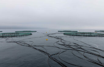 Karadeniz’den Sofraya: Taze Hasat Türk Somonu Yeniden Sahneye Çıkıyor